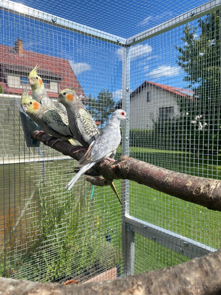 Holoubek diamantový - 7