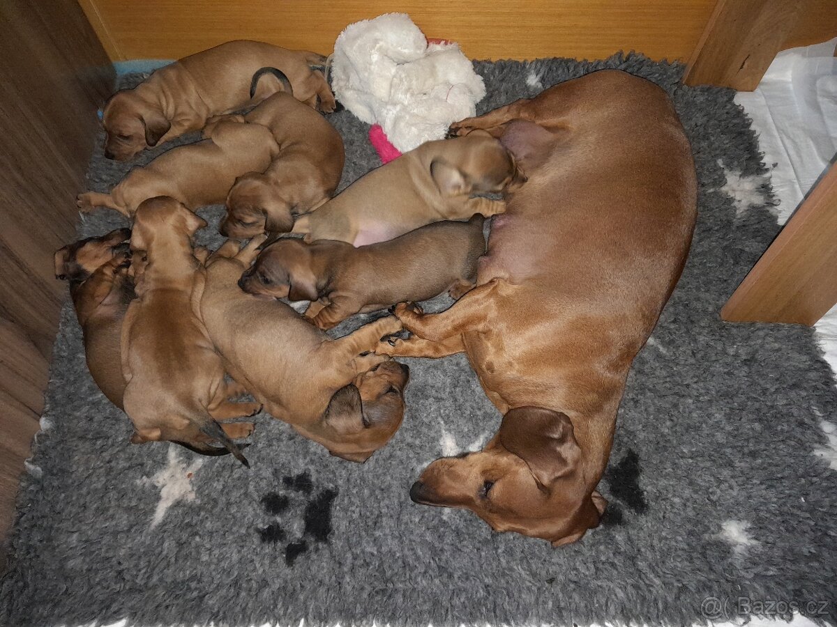 Jezevčík hladkosrstý standart - 7