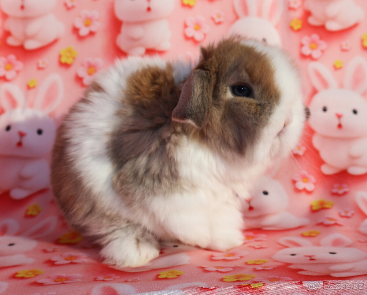 Zakrslý beránek , malinká samička s VP . - 7