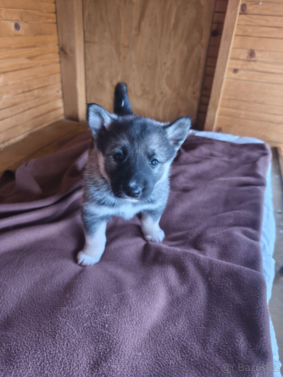 Západosibiřská lajka - 7