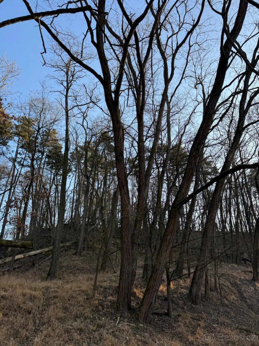 Prodám lesní pozemky v k.ú. Radouň Mělnické Vtelno - 7