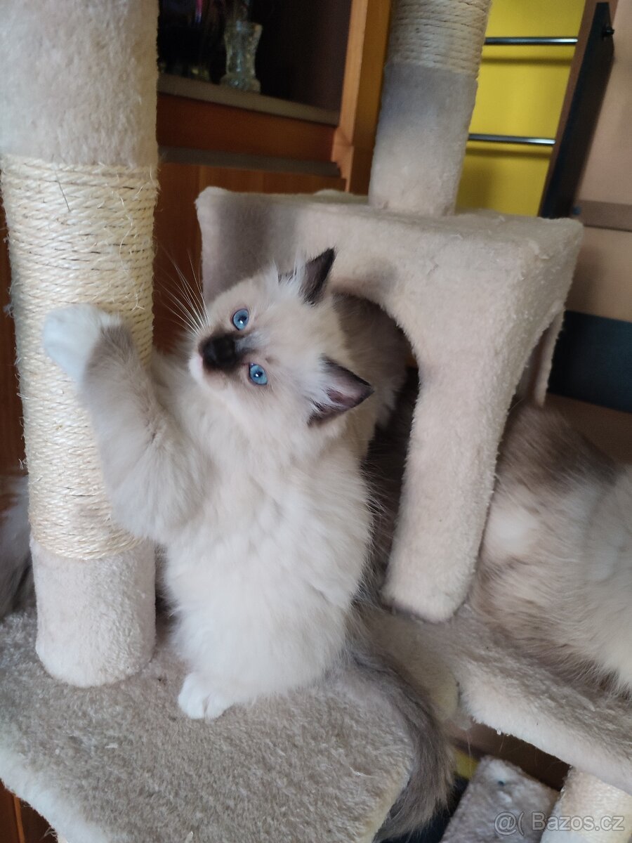 Ragdoll koťátka bez PP - 7