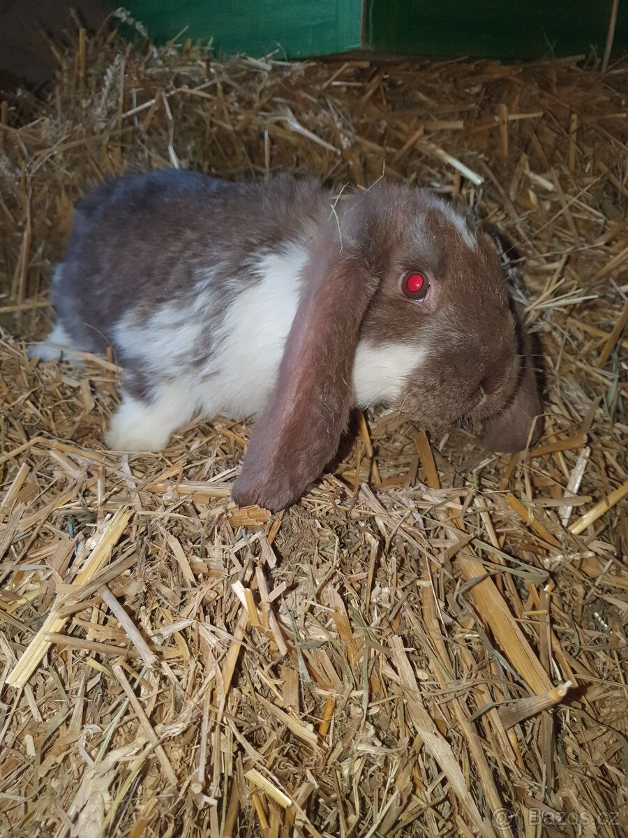 Francouzský beran - 7