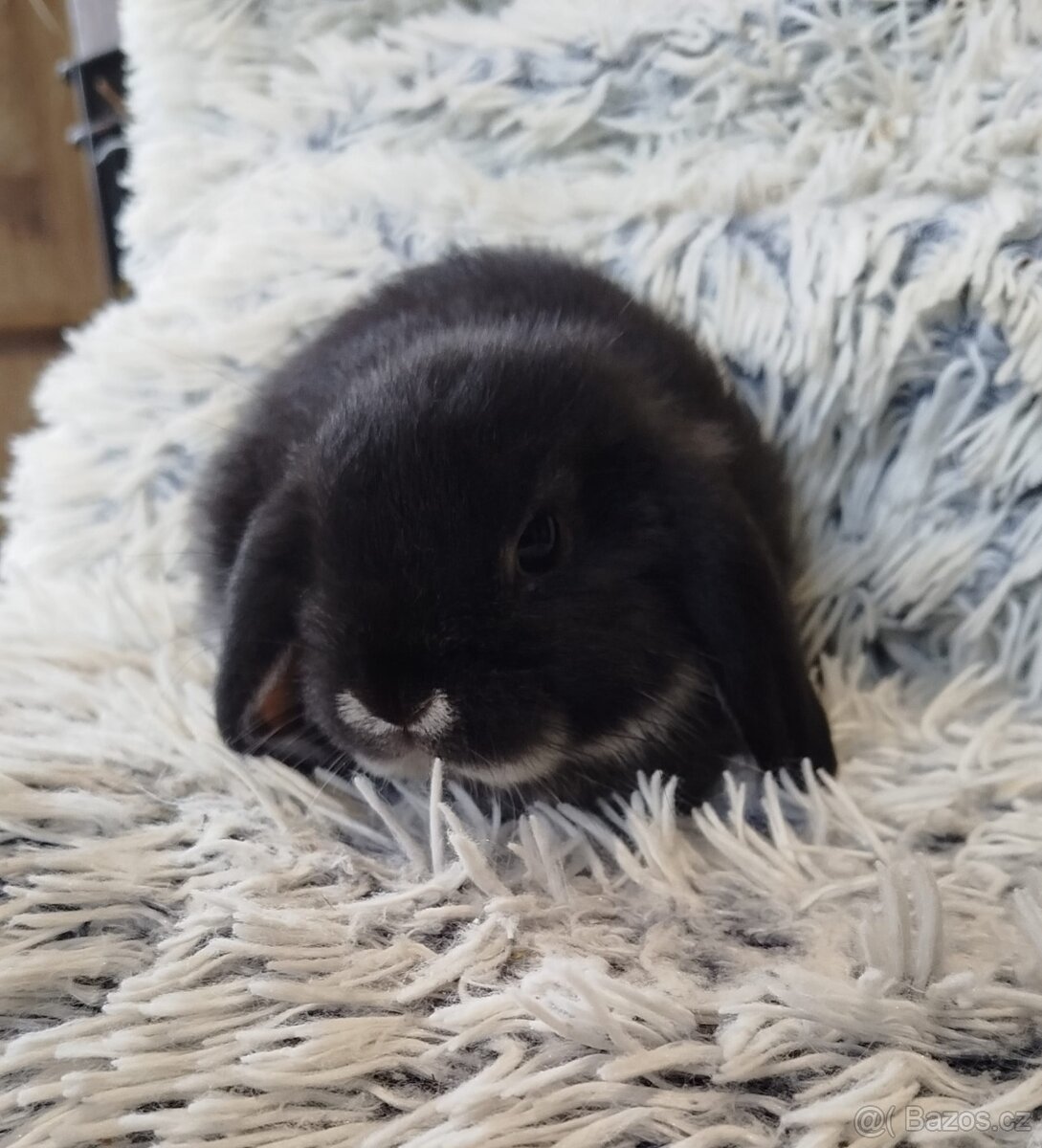 Minilop - anglický zakrslý beránek s VP - 7