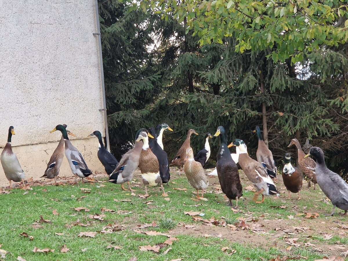 Indický běžec - 7