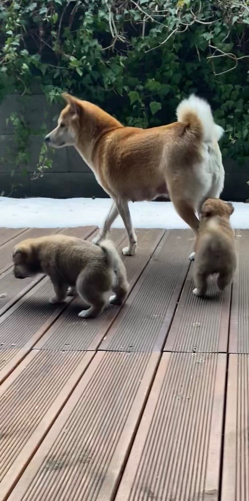 Štěňata shiba-inu - 7