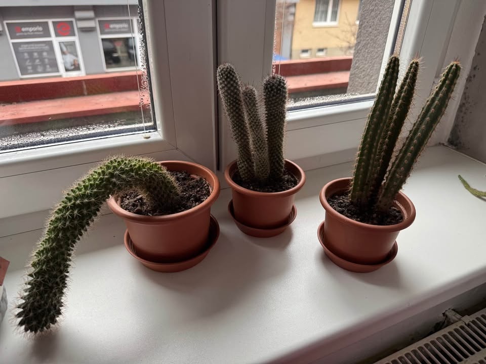 Sada tří kaktusů - 7