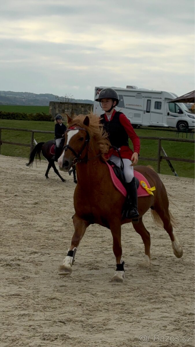 WPBR kobyla i pro začátečníky - 7