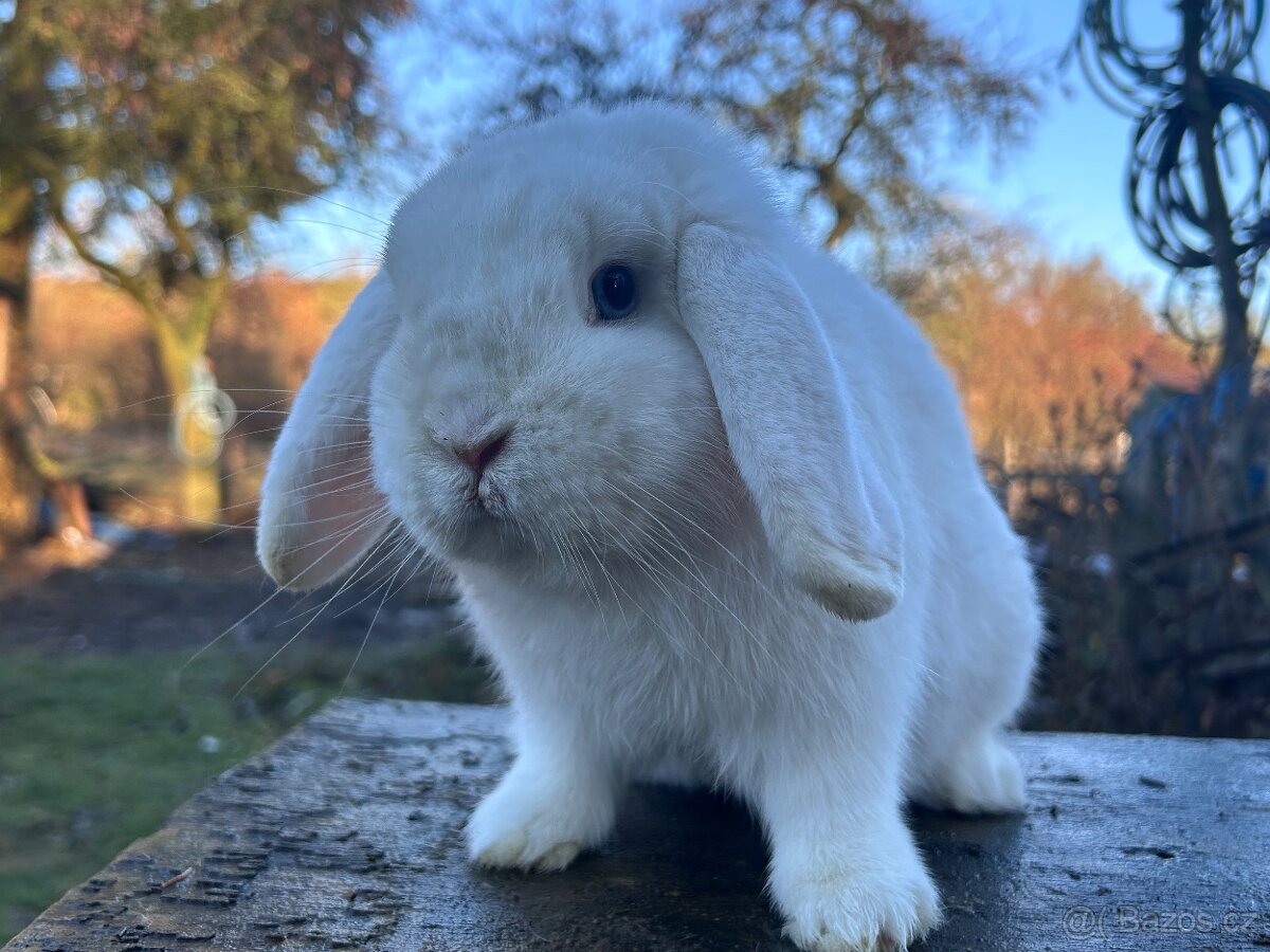 Zakrslý beránek - 7