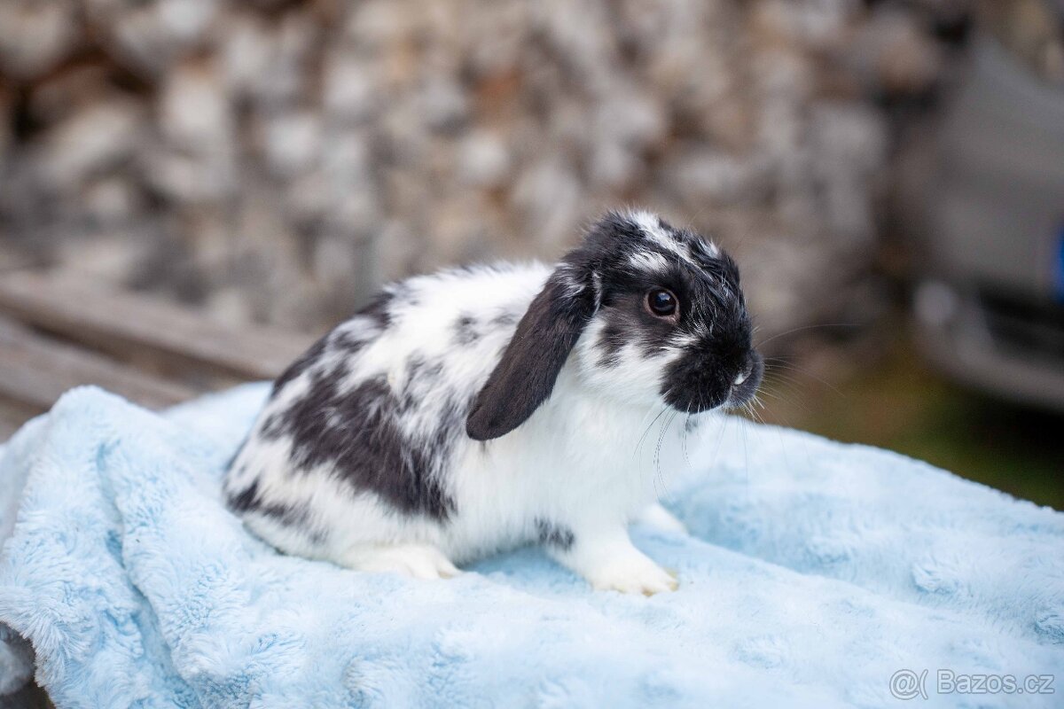 Zakrslý králíčci - ihned k odběru - 7