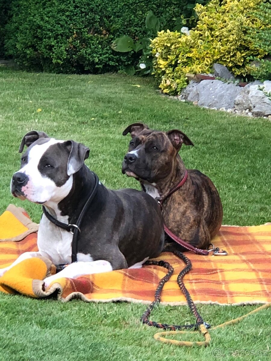 Americký stafordšírský teriér bez pp - 7