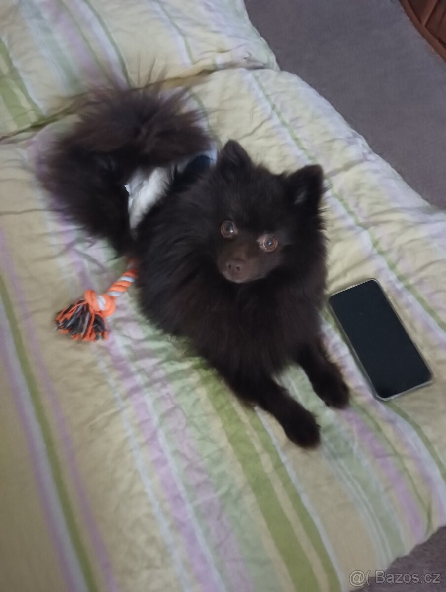Pomeranian s PP - 7