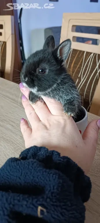 Zakrslý králík bilopesikatý černý - 7
