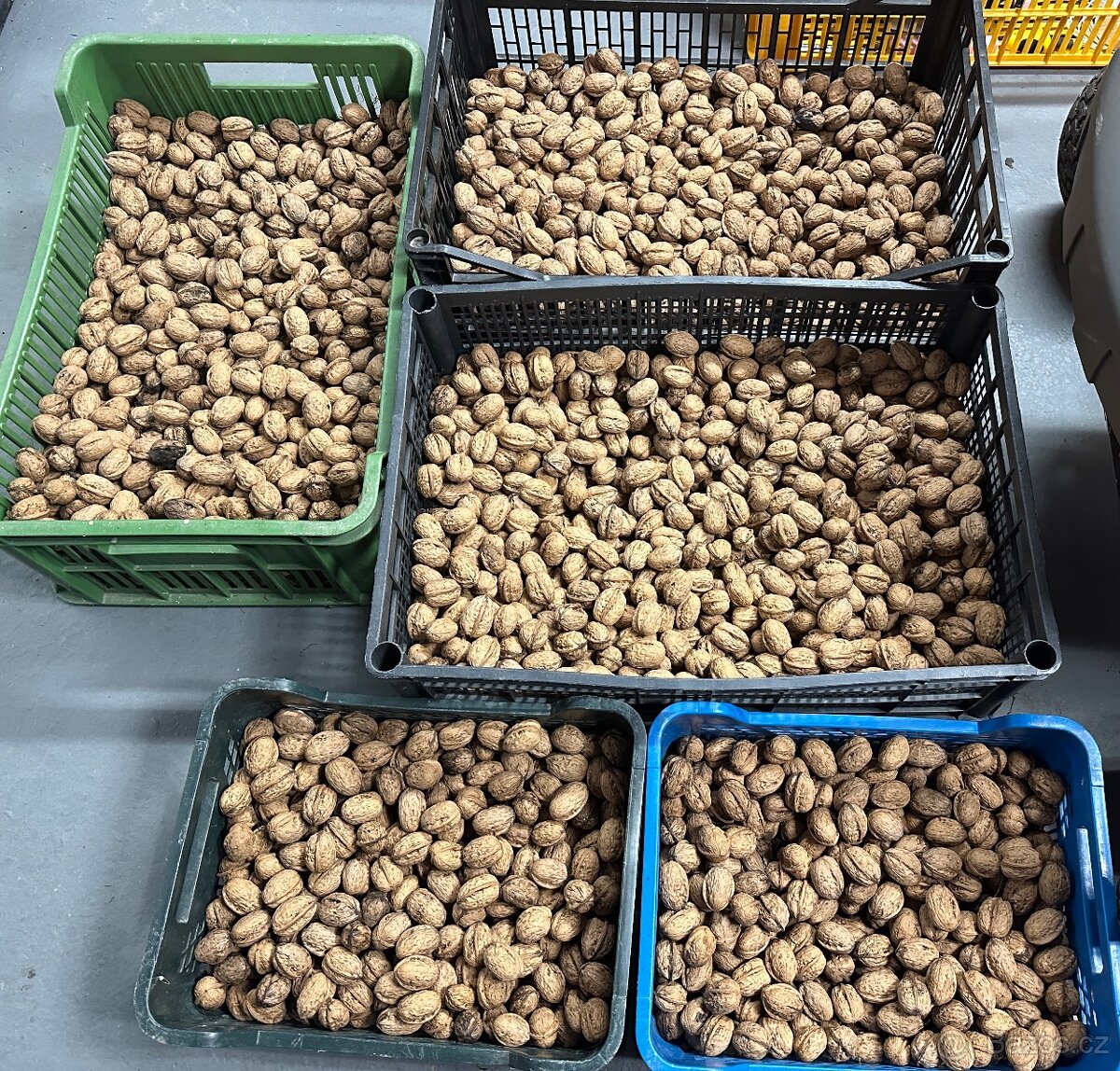 Vlasske loupane orechy - pulky - 7