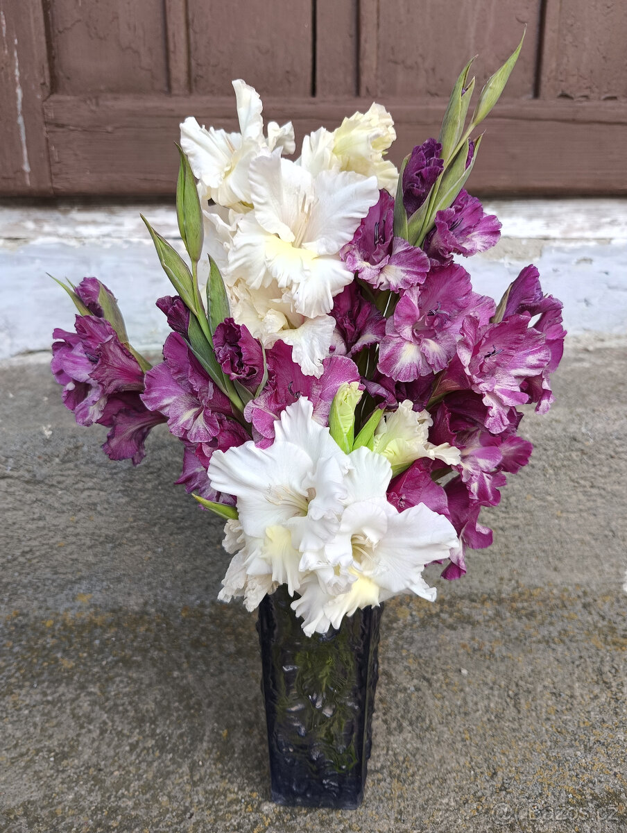 Cibule MEČÍKů - - - viz text a foto - 7