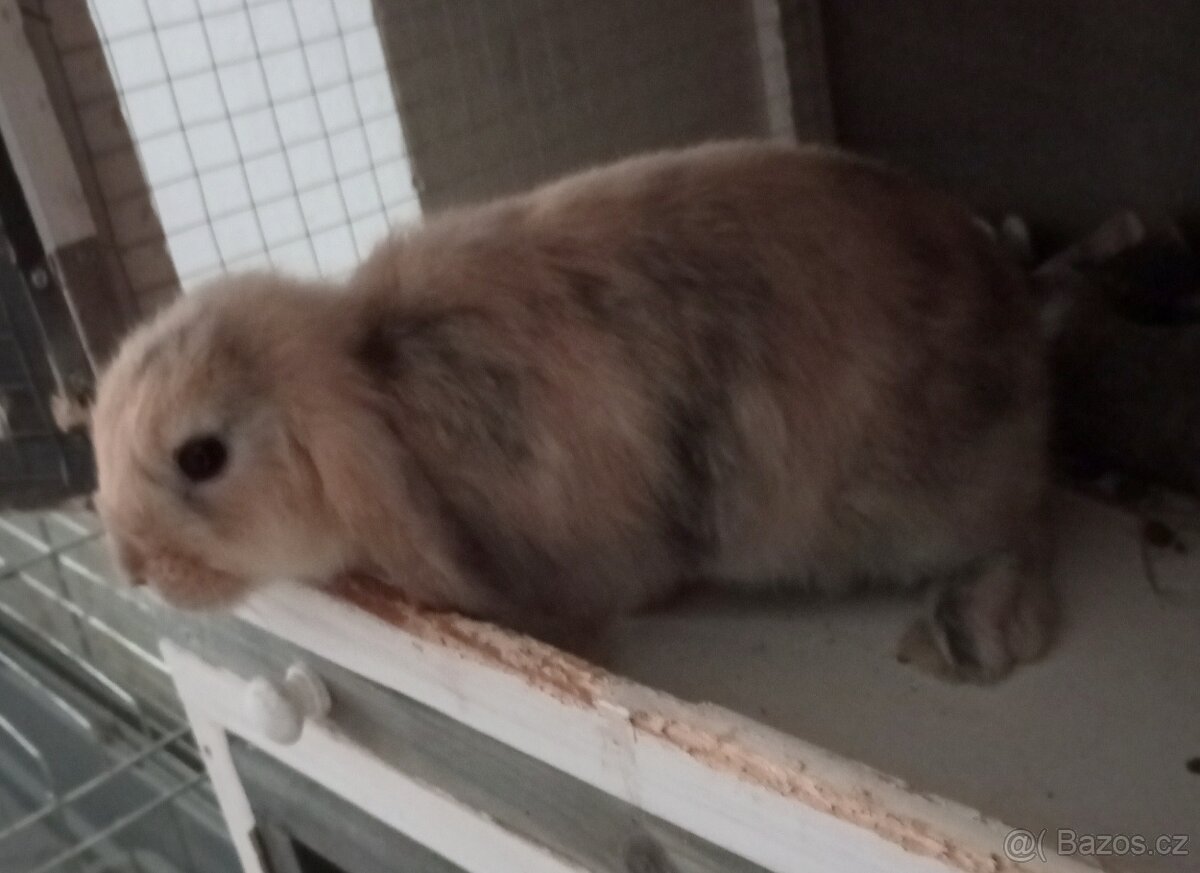 Zakrslý beránek králíček - 7