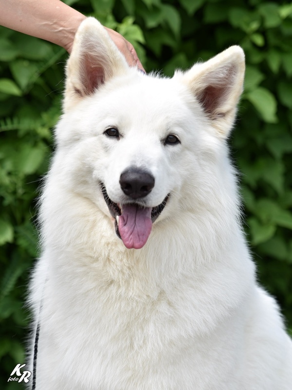 Bílý švýcarský ovčák s PP - 7