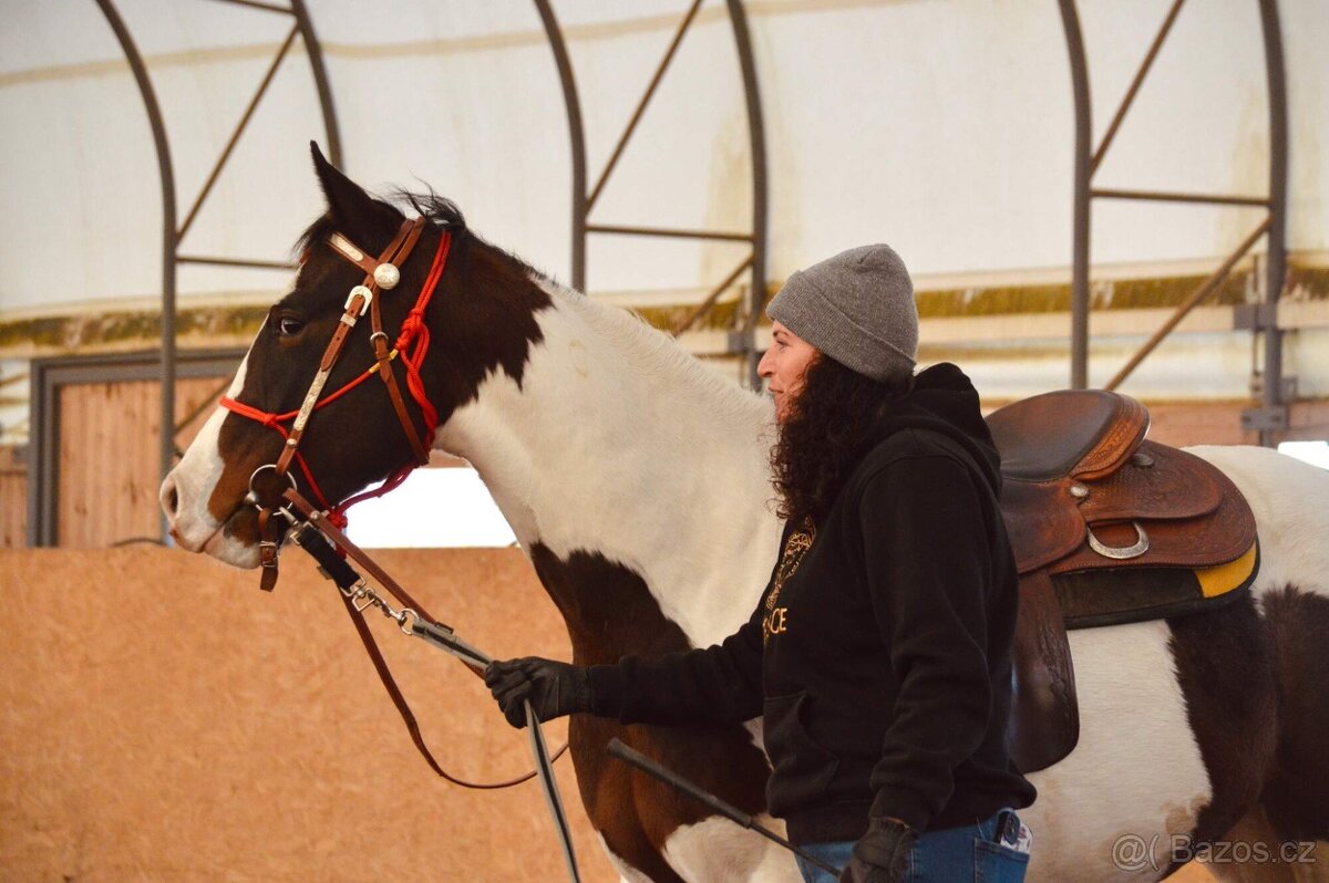 Tříletý Valach American Paint Horse - 7