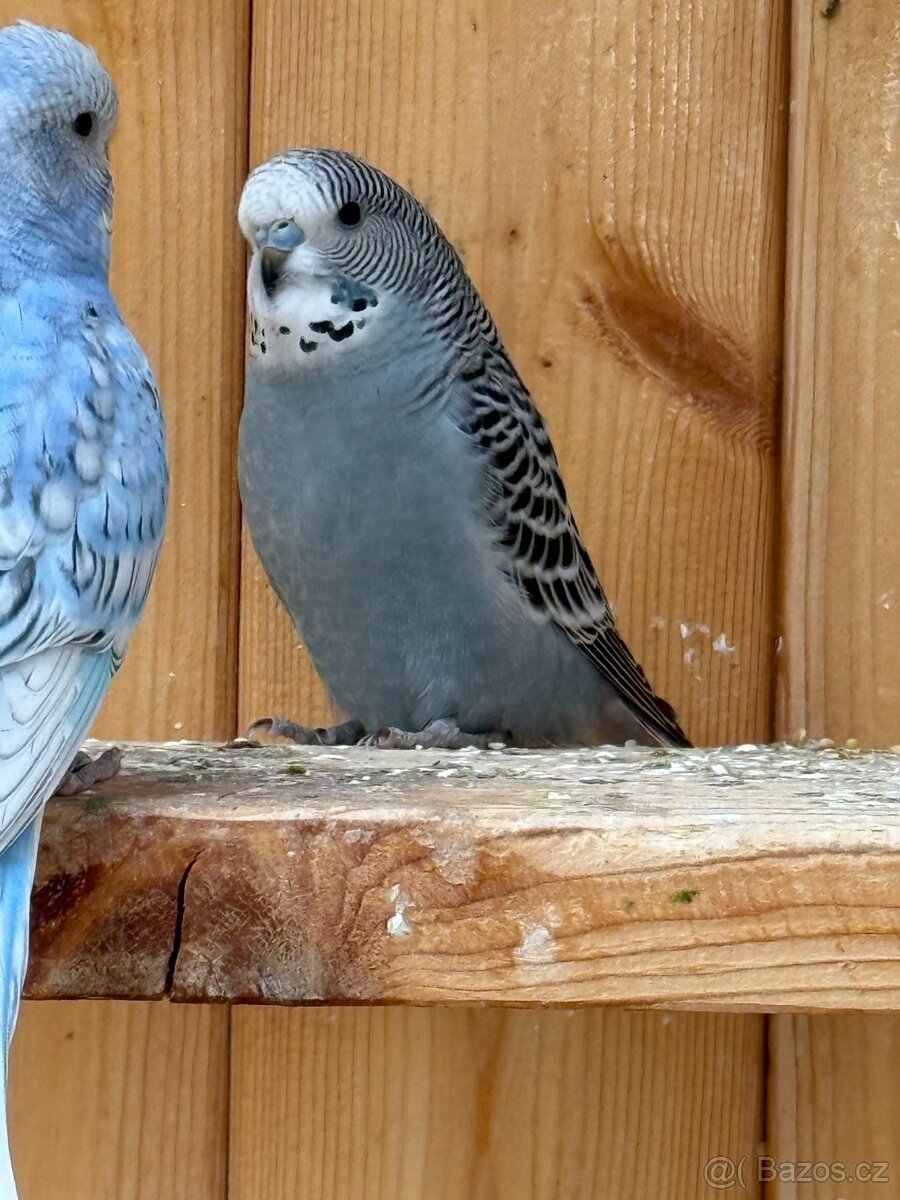 mladé andulky neobvyklé barvy - 7