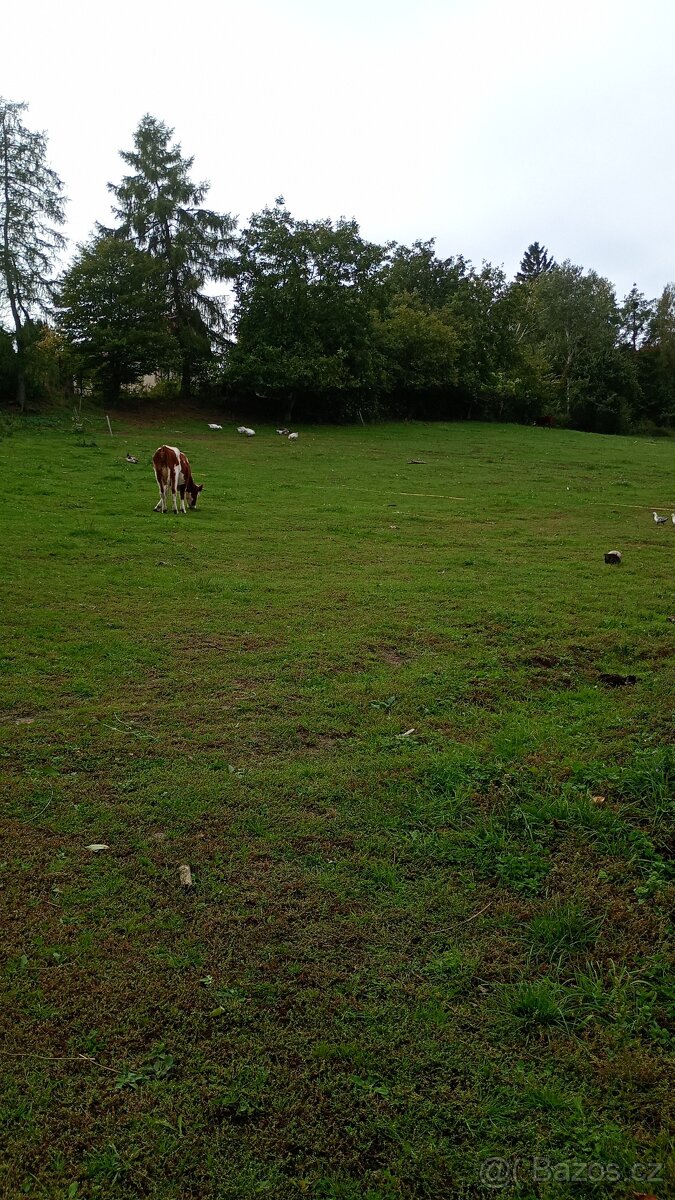 Zahrada v intravilánu obce, výměra: 7.428 m2. - 7