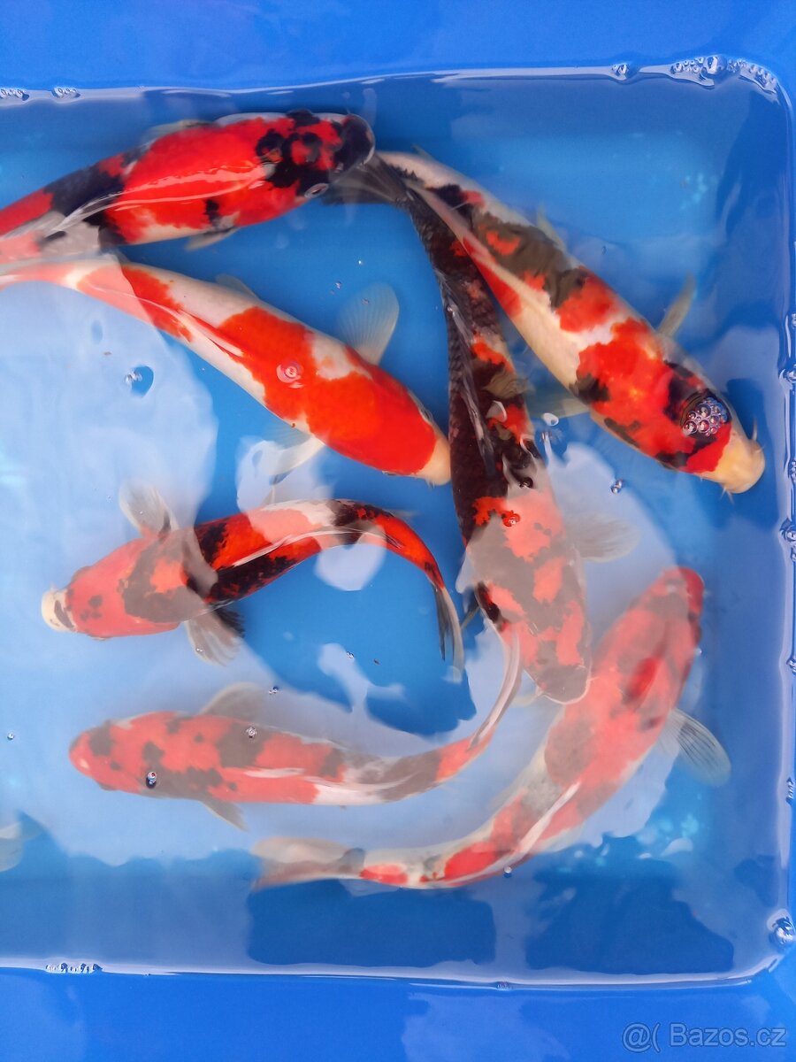 Koi kapr originál - 7