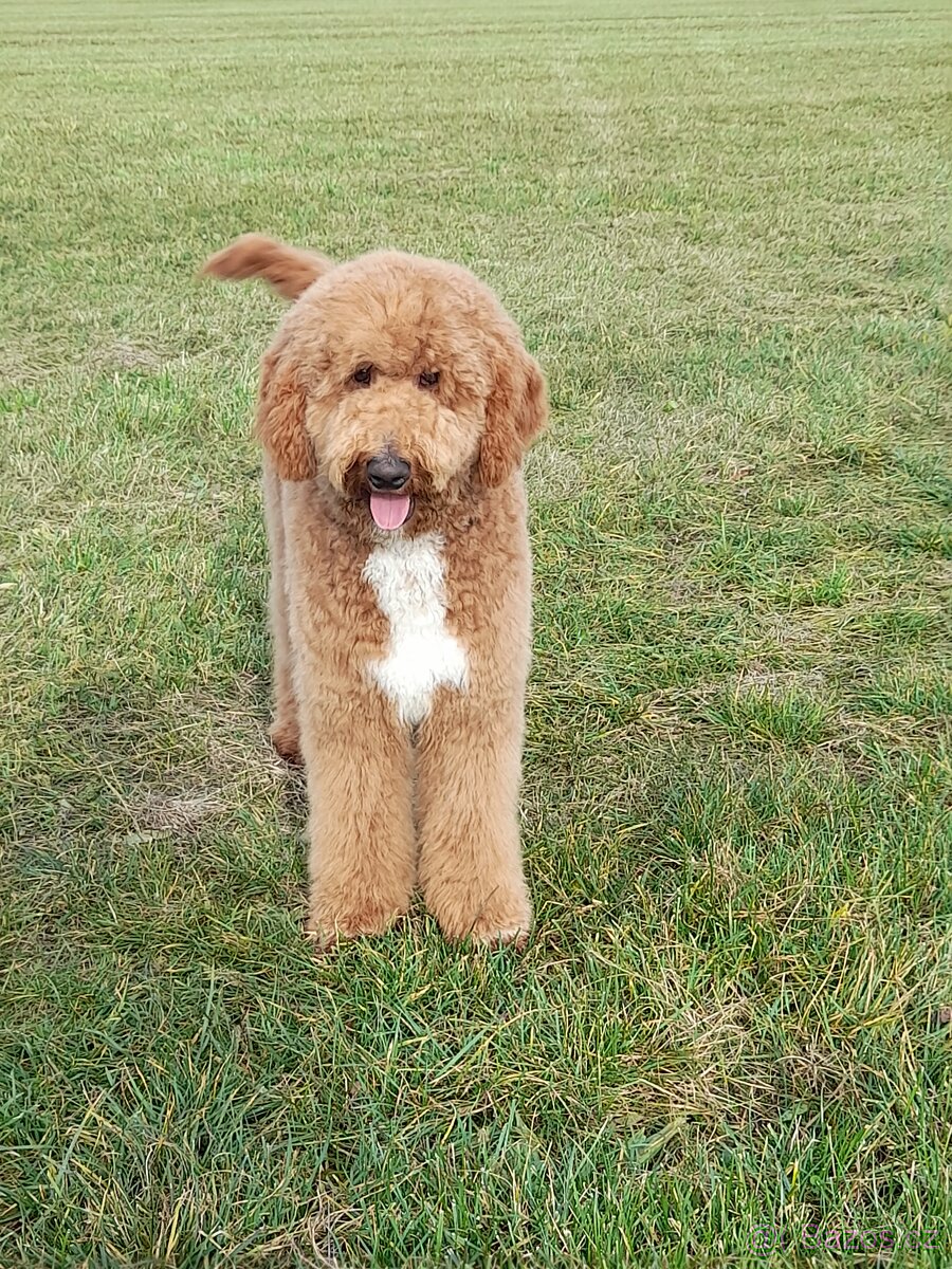 Pudl velký ( královský) štěňata bez pp - 7