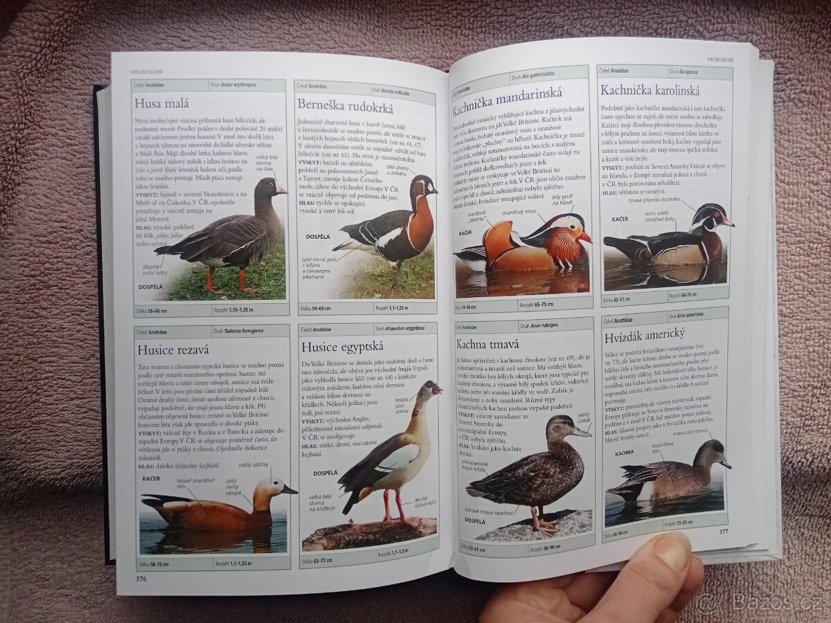 PTÁCI EVROPY-Rob Home - 7