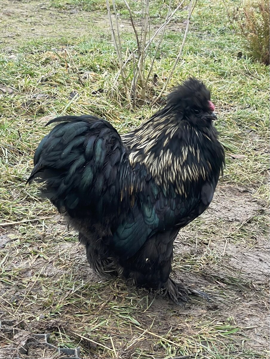 Násadová vajíčka USA hedvábničky - 7