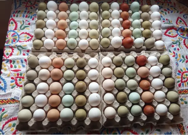 Nosnice 12 týdnů -objednávky - 7