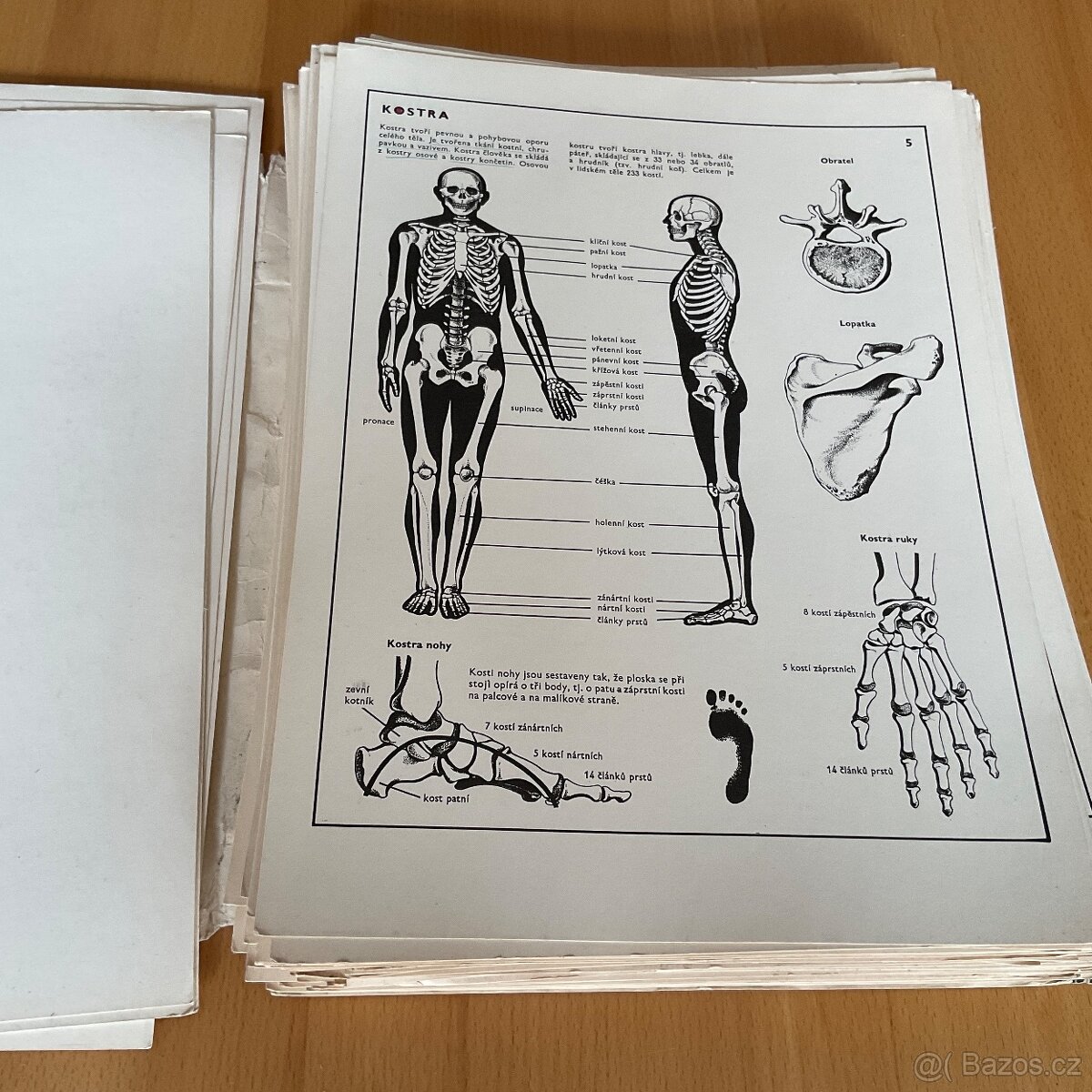 Retro- Biologie člověka v obrazech- A4 - 7