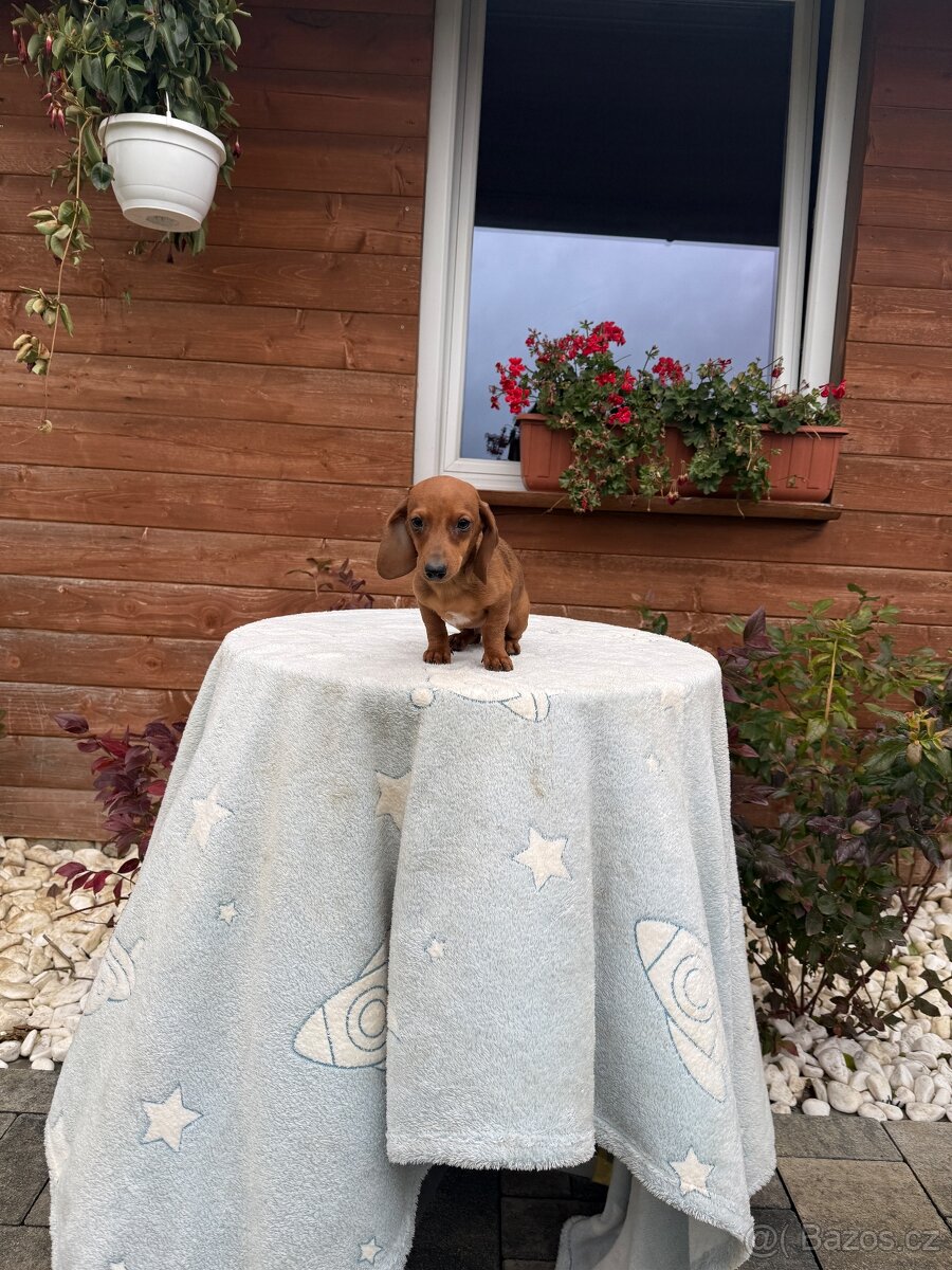 Jezevčík hladkosrstí trpasličí- králičí s pp - 7