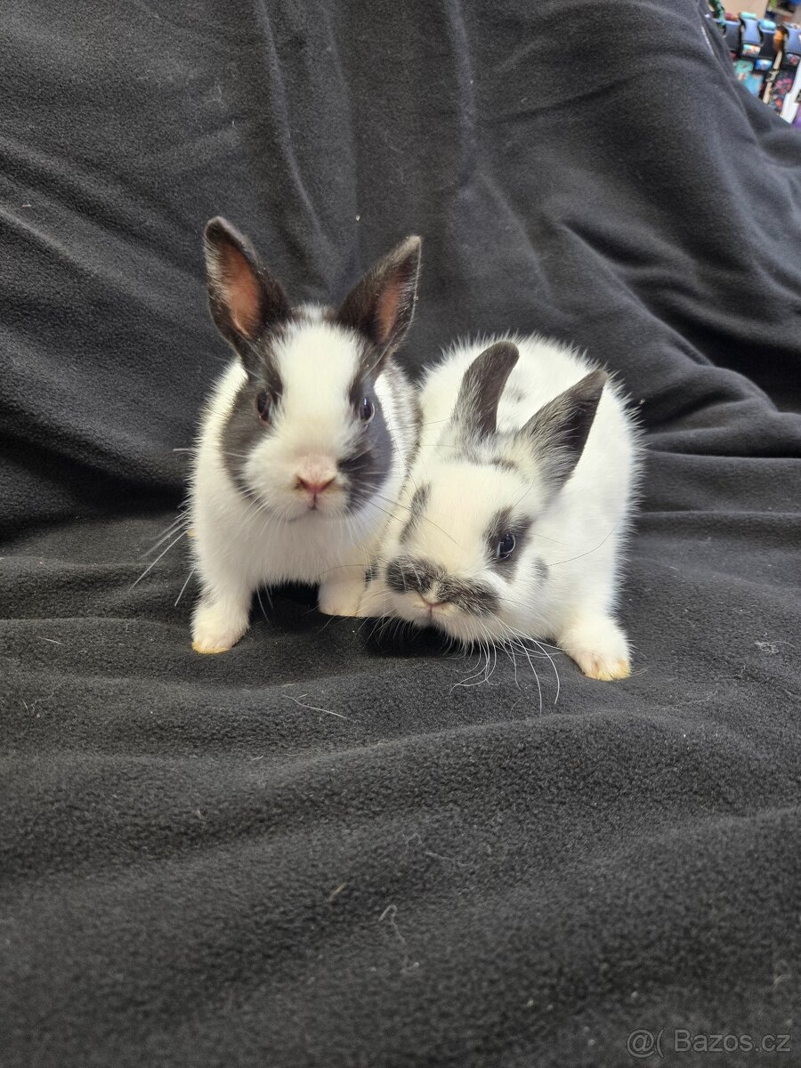 Mláďata zakrslých králíků - 7