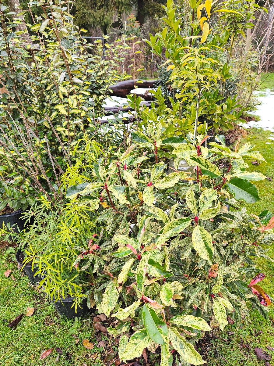 Stále zelené keře a stromy - 7