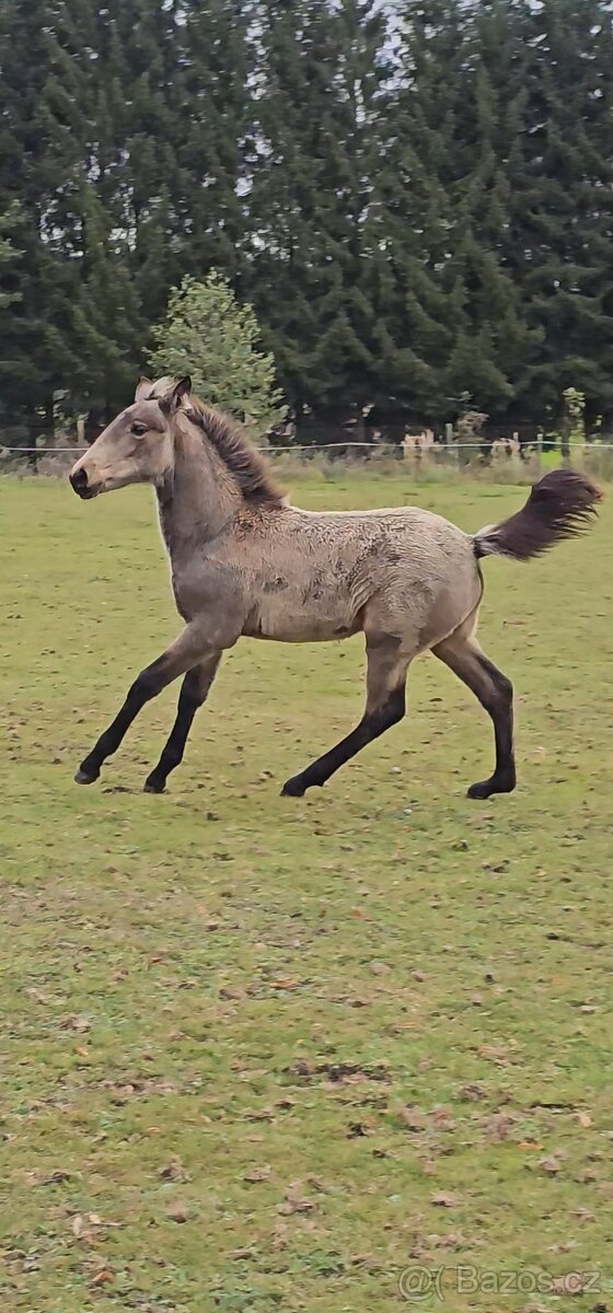 TOP klisnička PSL - 7