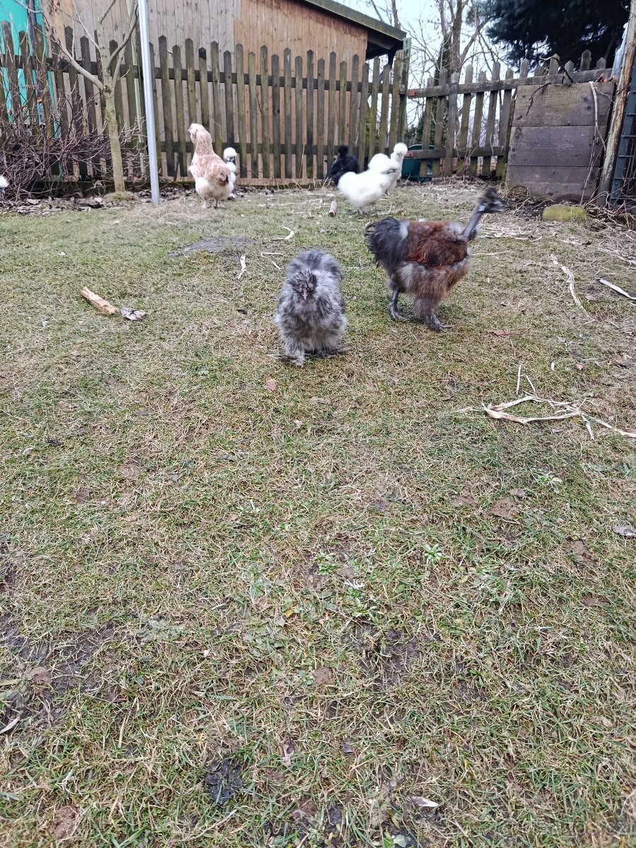 Hedvábnička kohouti - 7