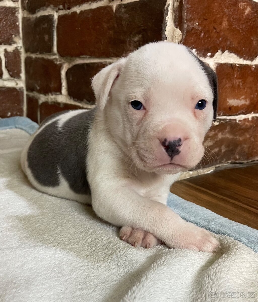 Americký stafordšírsky teriér - 7