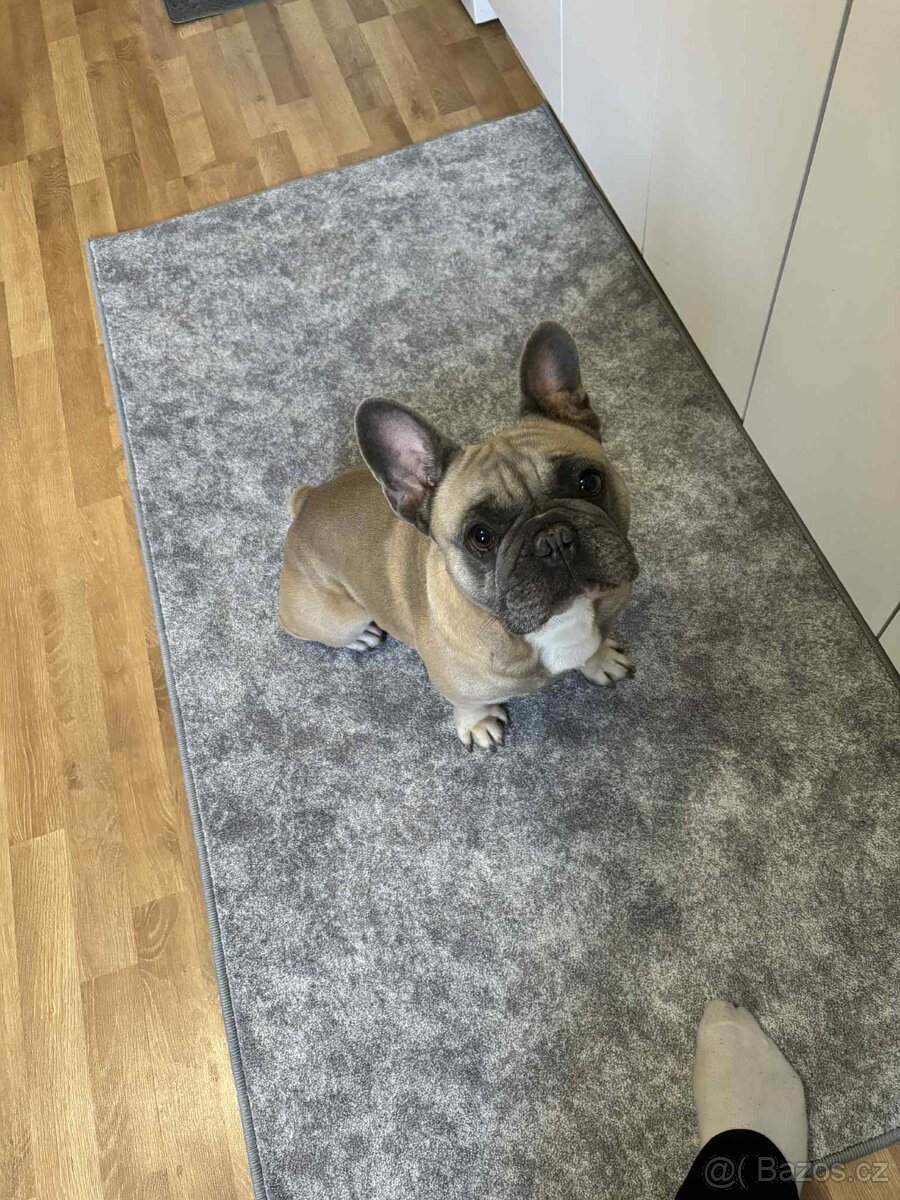 Francouzsky buldoček ke kryti - 7