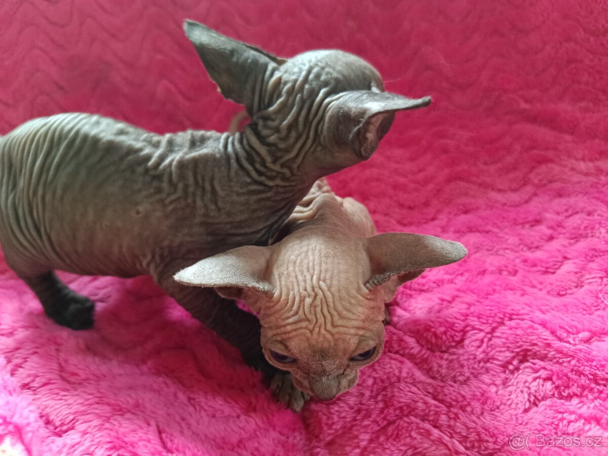 Sphynx bez PP - 7