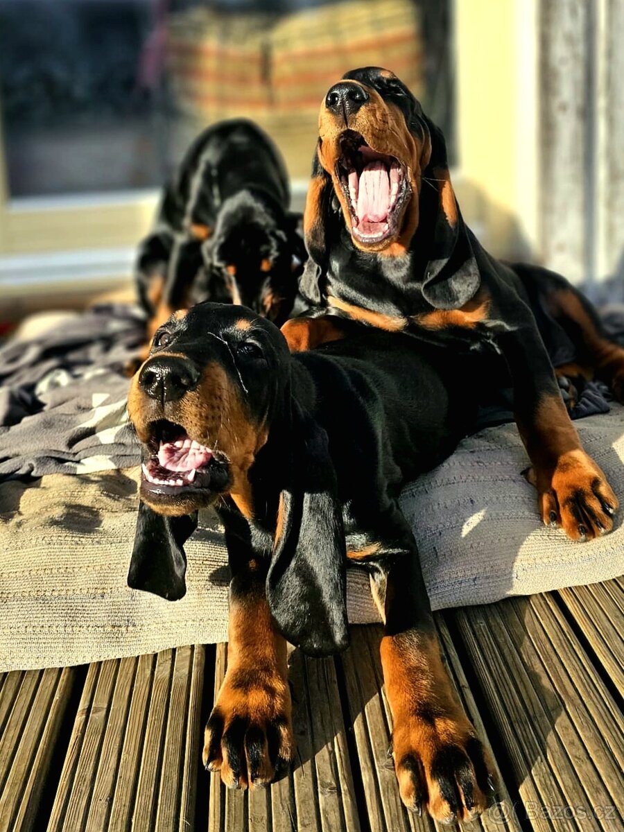 Black and Tan Coonhound - 7