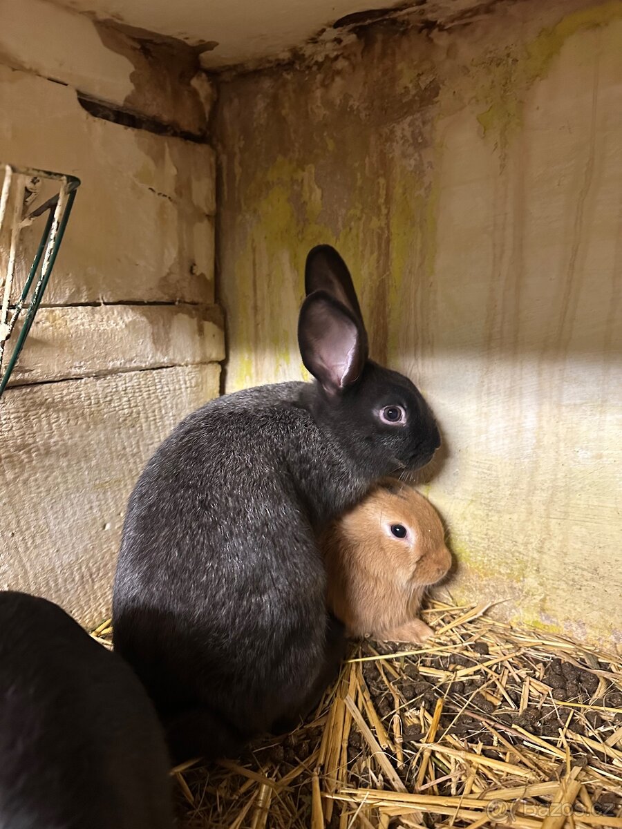 Samci králíka // samec králík - 7