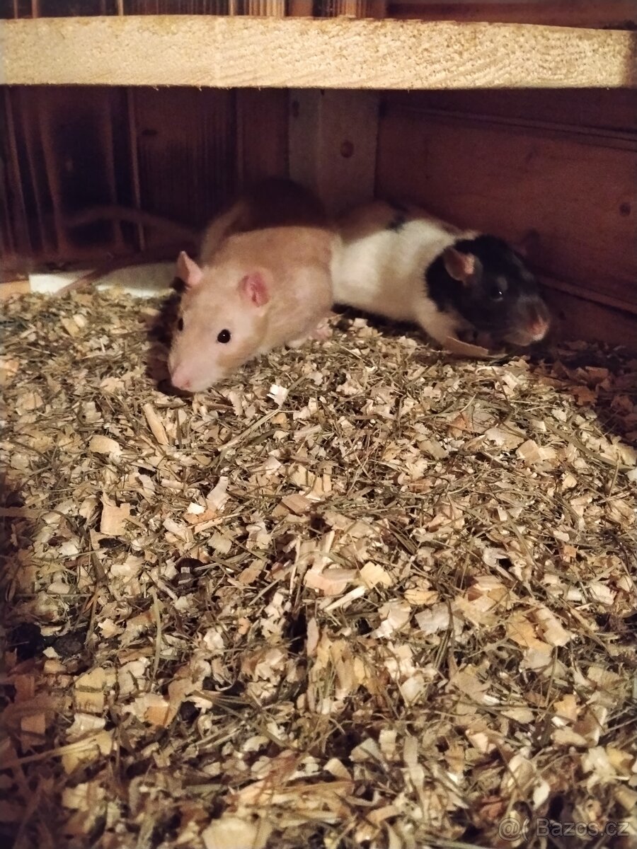 Prodám potkany 🐀🐀 - 7