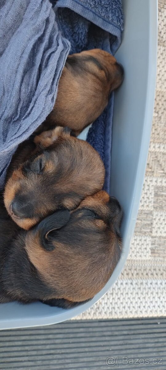 Jezevčík drsnosrstý - 7