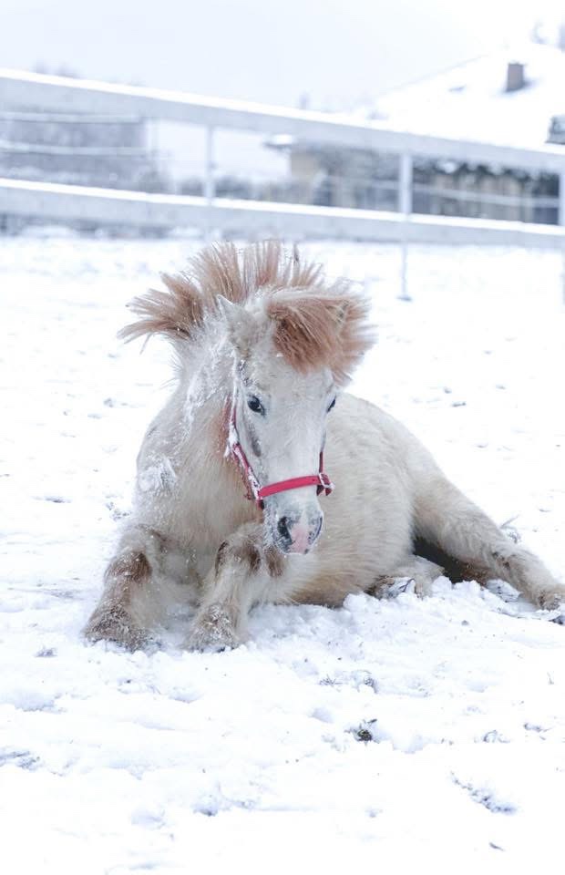 Kobylka s hříbátkem - 7