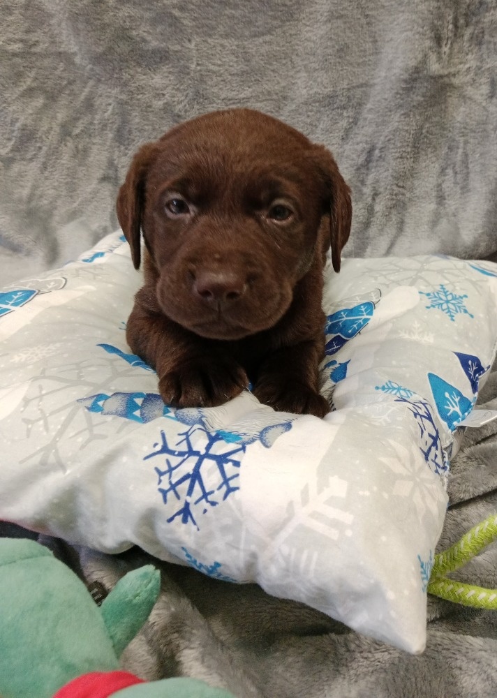 Labradorský retriever s PP tmavě hnědé barvy - 7