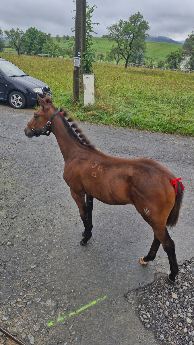 Furioso klisnička - 7