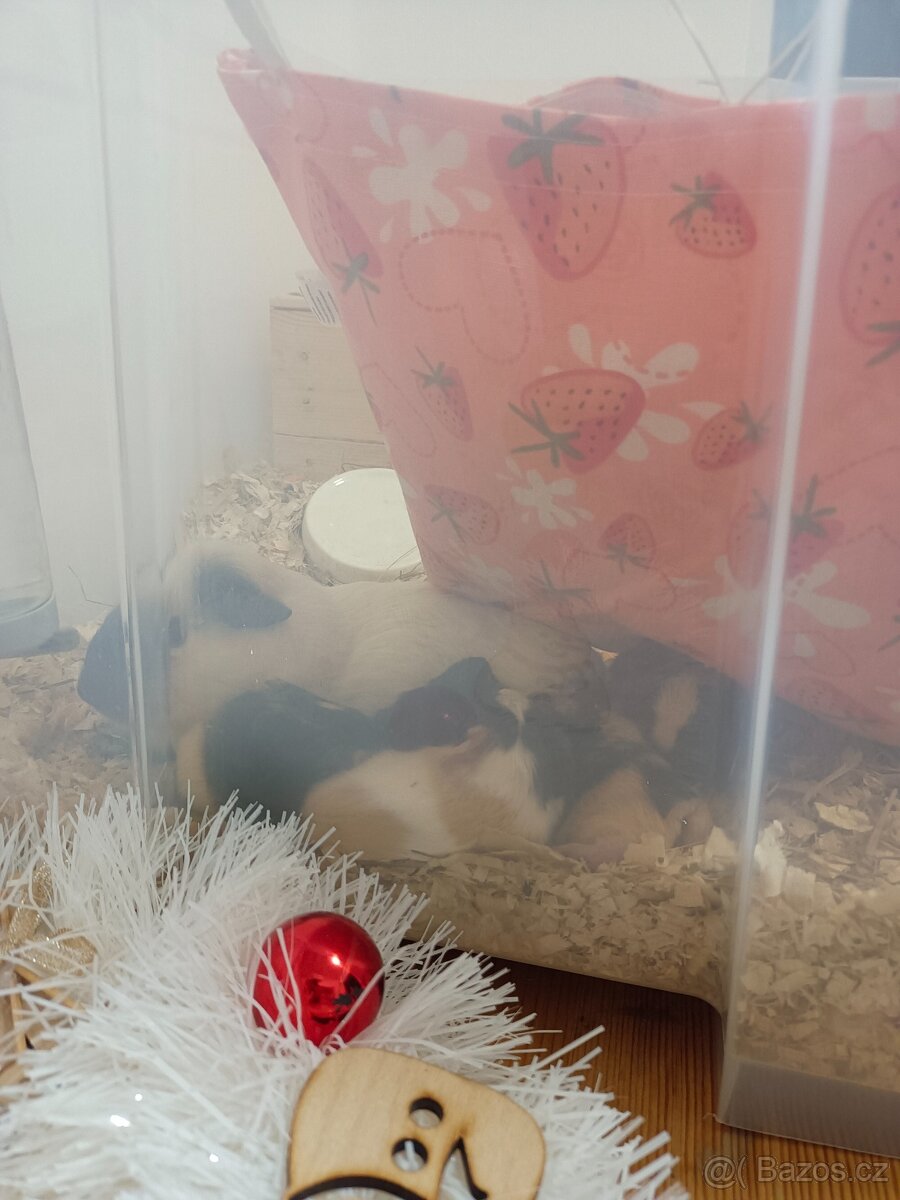 Krásná morčátka - 7