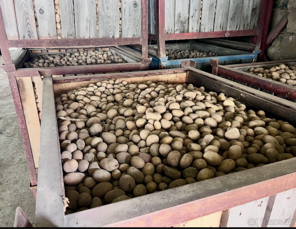 PRODÁME BRAMBORY, konzumní, krmné. - 7