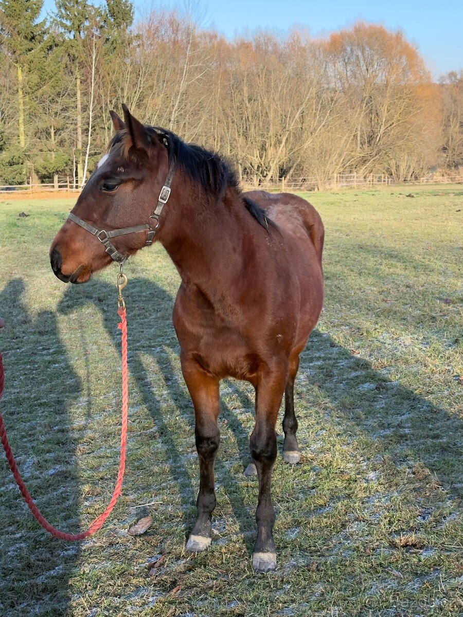 AQH hřebeček JoJo - 7