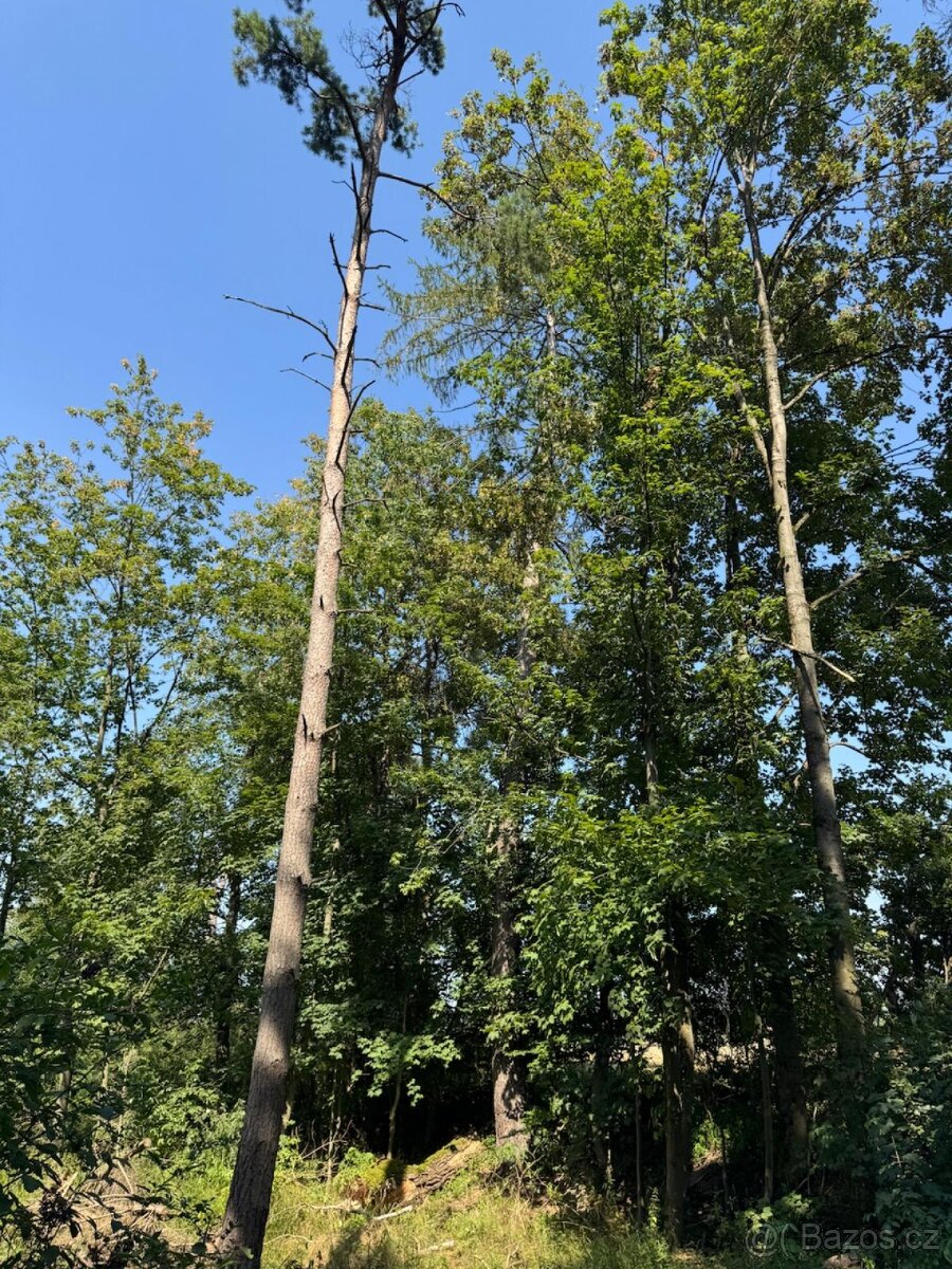 Prodej lesních pozemků v k.ú. Bolehošť - 7