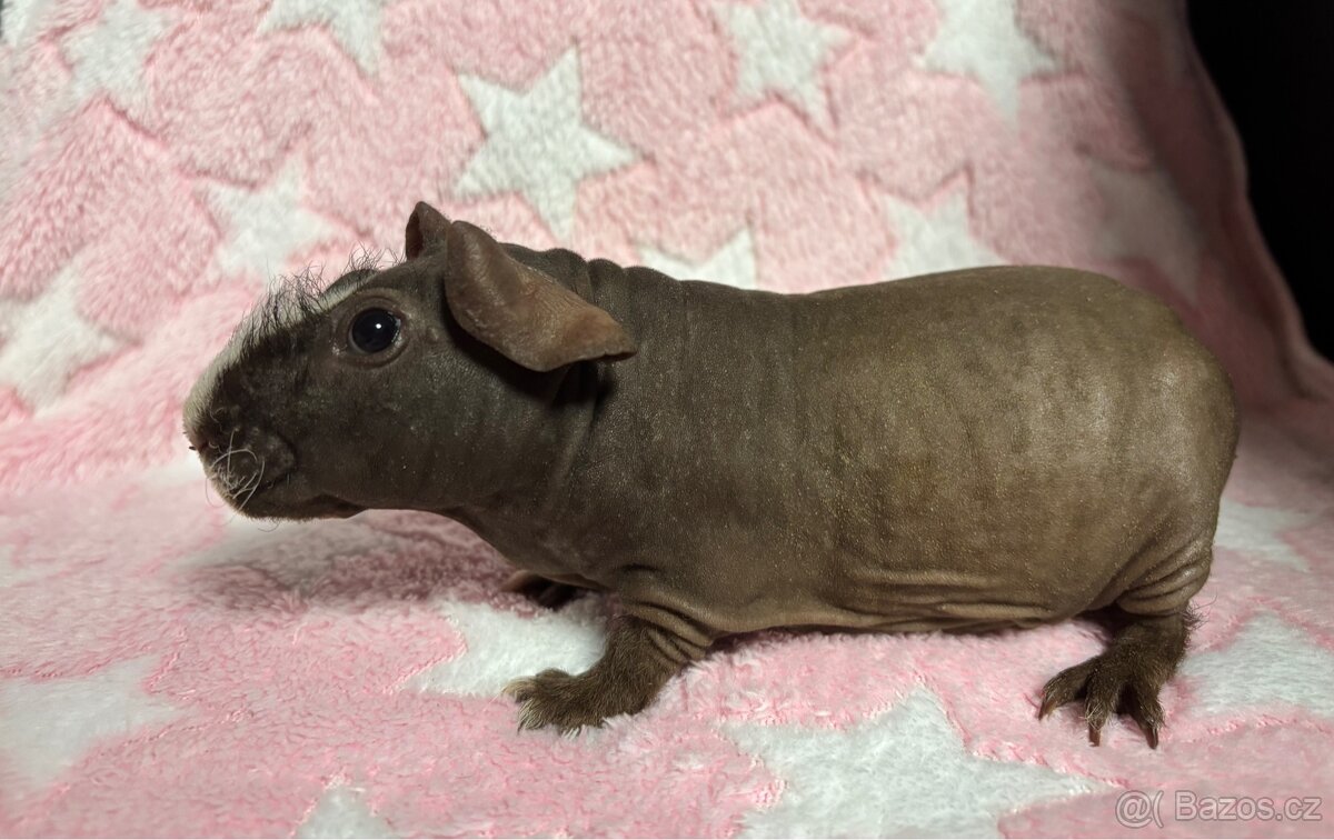 Skinny morče, samec s PP - 7